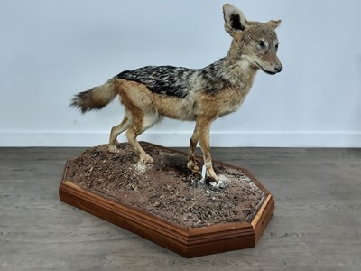 Lot 24 - TAXIDERMY BLACK BACKED JACKAL