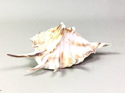 Lot 32 - COLLECTION OF SEASHELLS