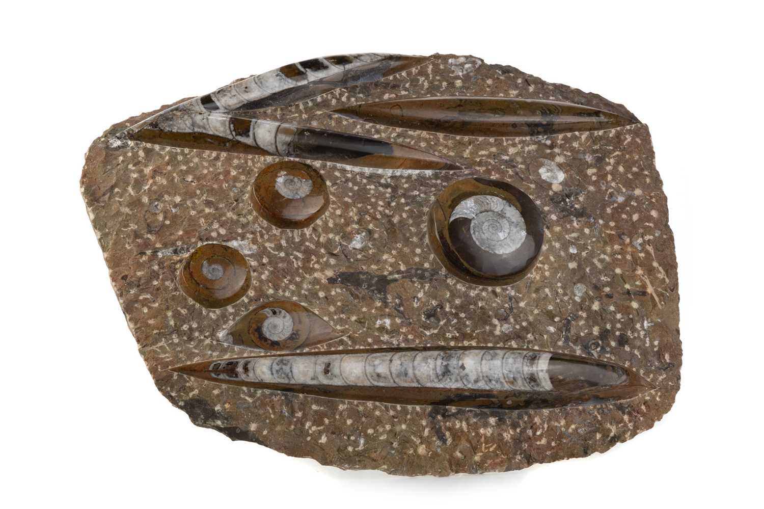 Lot 60 - ORTHOCERAS AND AMMONITE FOSSIL GROUP