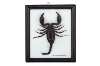 Lot 63 - SCORPION (PALAMINAEUS FULIPES)