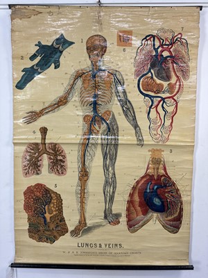 Lot 71 - W. & A. K. JOHNSTON'S SERIES OF ANATOMY CHARTS