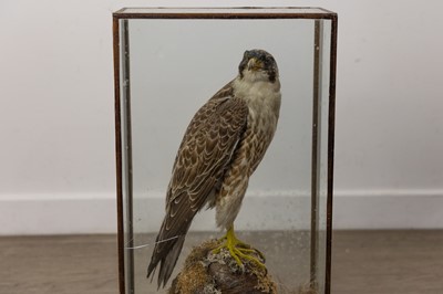 Lot 76 - TAXIDERMY PEREGRINE FALCON