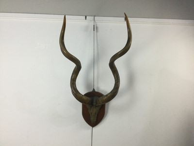 Lot 78 - GREATER KUDU PART-SKULL AND HORNS