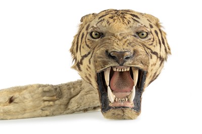 Lot 86 - IN THE MANNER OF ROWLAND WARD, TAXIDERMY TIGER'S HEAD