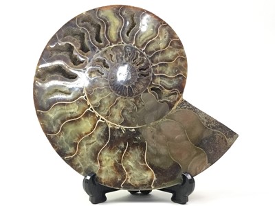 Lot 826 - PAIR OF POLISHED AMMONITE SPECIMENS