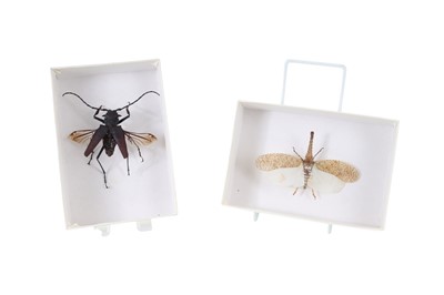 Lot 1802 - TWO INSECT SPECIMENS