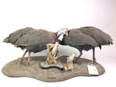 Lot 412 - TAXIDERMY GROUP OF GUINEA FOWL