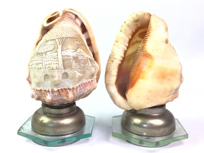 Lot 552 - PAIR OF CONCH SHELL TABLE LAMPS