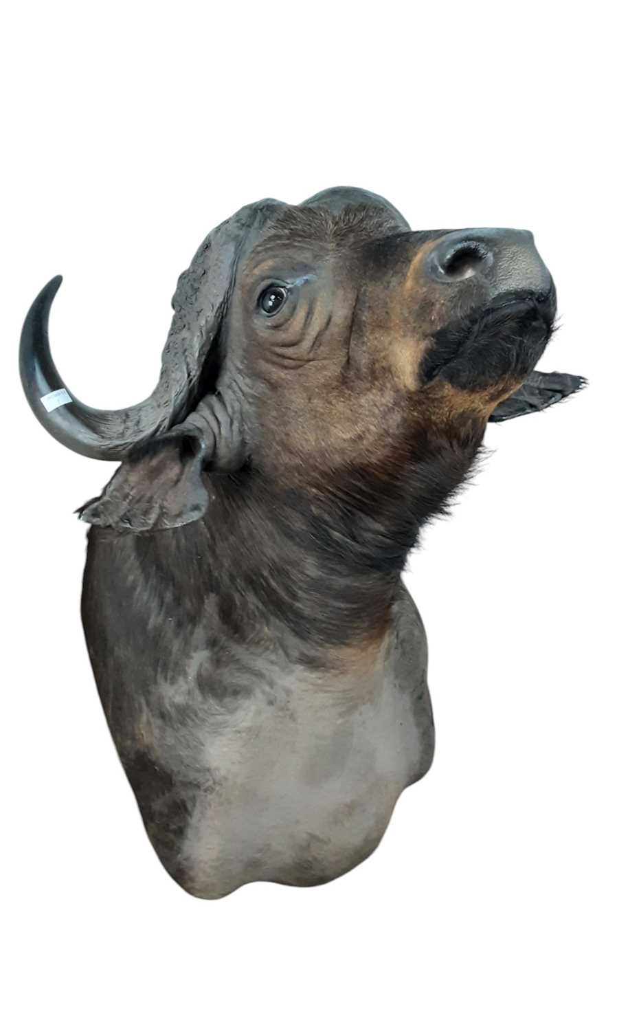 Lot 1812 - TAXIDERMY CAPE BUFFALO