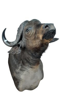 Lot 1812 - TAXIDERMY CAPE BUFFALO