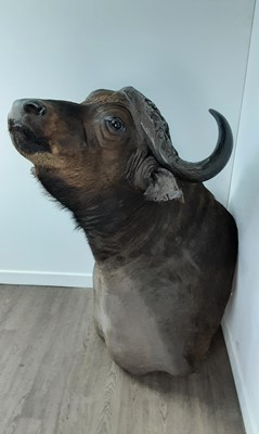 Lot 1812 - TAXIDERMY CAPE BUFFALO