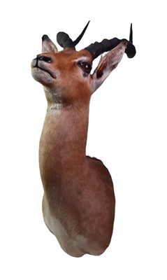 Lot 1819 - TAXIDERMY IMPALA
