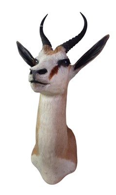 Lot 1820 - TAXIDERMY SPRINGBOK
