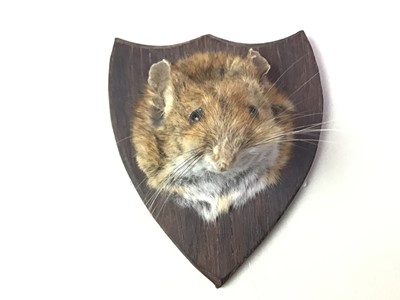 Lot 1826 - FOUR SKULL MOUNTS