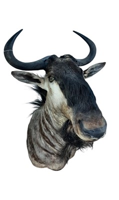 Lot 1821 - TAXIDERMY BLUE WILDEBEEST