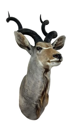 Lot 1818 - TAXIDERMY GREATER KUDU