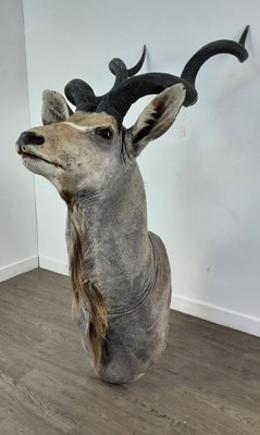 Lot 1818 - TAXIDERMY GREATER KUDU