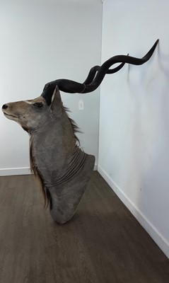 Lot 1818 - TAXIDERMY GREATER KUDU