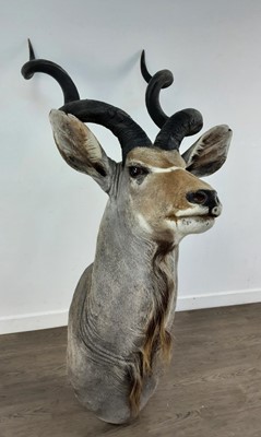 Lot 1818 - TAXIDERMY GREATER KUDU
