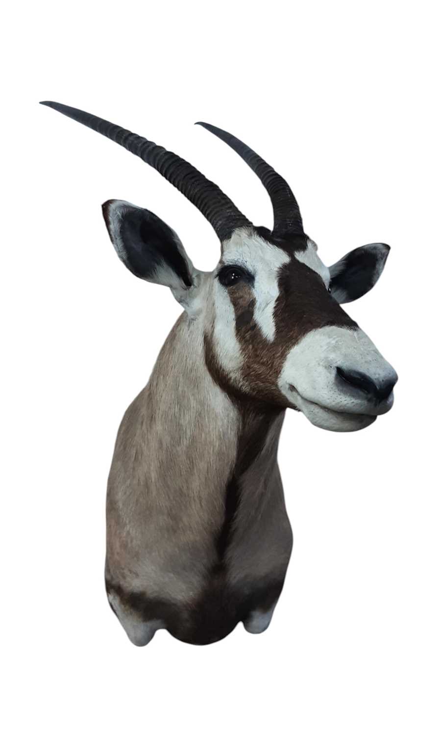 Lot 1816 - TAXIDERMY GEMSBOK