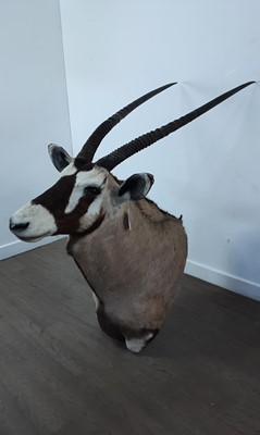 Lot 1816 - TAXIDERMY GEMSBOK