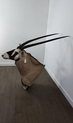 Lot 1816 - TAXIDERMY GEMSBOK