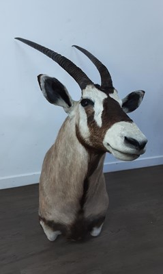 Lot 1816 - TAXIDERMY GEMSBOK