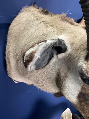 Lot 1816 - TAXIDERMY GEMSBOK