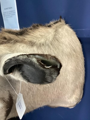 Lot 1816 - TAXIDERMY GEMSBOK