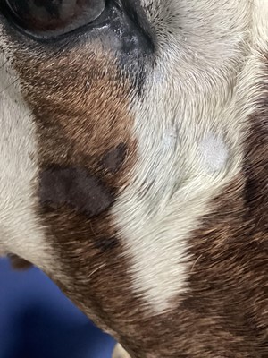 Lot 1816 - TAXIDERMY GEMSBOK