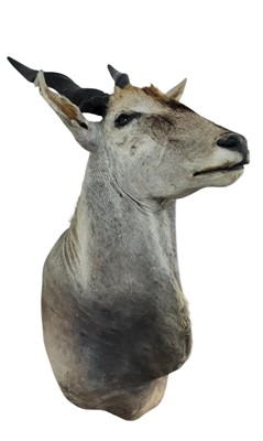 Lot 1817 - TAXIDERMY ELAND