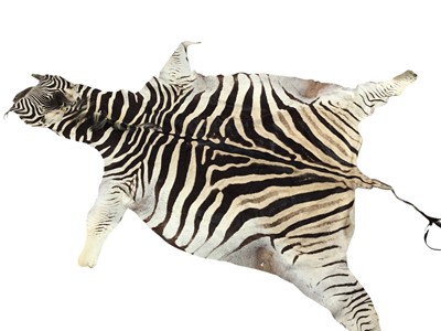 Lot 1827 - BURCHELL'S OR PLAIN'S ZEBRA SKIN RUG