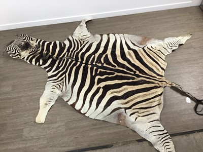 Lot 1827 - BURCHELL'S OR PLAIN'S ZEBRA SKIN RUG