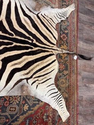 Lot 1827 - BURCHELL'S OR PLAIN'S ZEBRA SKIN RUG