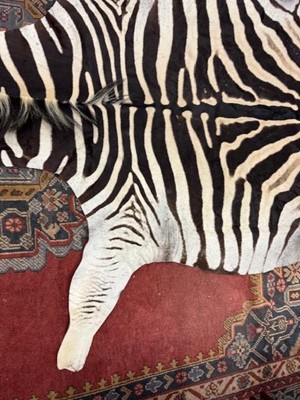Lot 1827 - BURCHELL'S OR PLAIN'S ZEBRA SKIN RUG