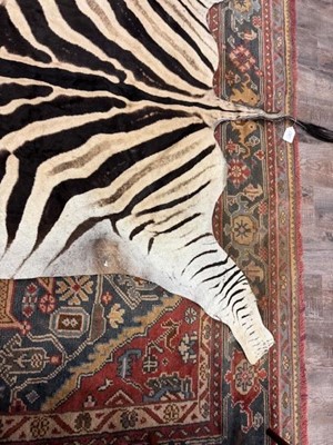 Lot 1827 - BURCHELL'S OR PLAIN'S ZEBRA SKIN RUG