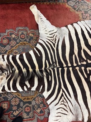 Lot 1827 - BURCHELL'S OR PLAIN'S ZEBRA SKIN RUG
