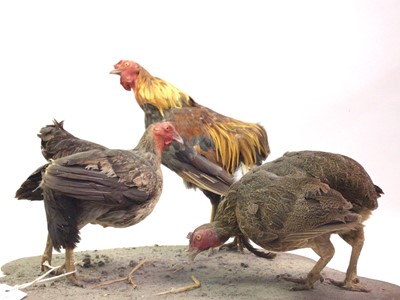 Lot 713 - TAXIDERMY GROUP OF A COCKEREL AND TWO HENS