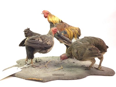 Lot 713 - TAXIDERMY GROUP OF A COCKEREL AND TWO HENS