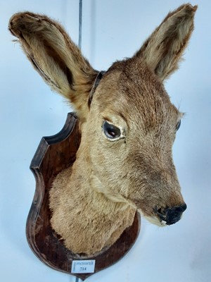 Lot 714 - TAXIDERMY OF A ROE DEER