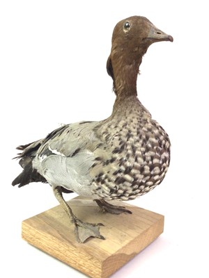 Lot 715 - TAXIDERMY GROUP