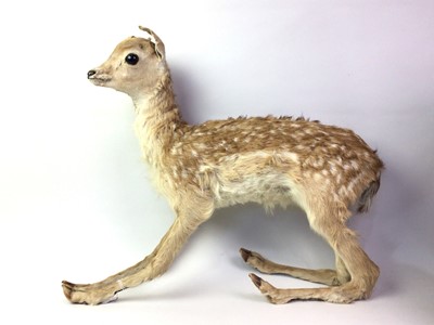 Lot 751 - TAXIDERMY OF A FAWN FALLOW DEER