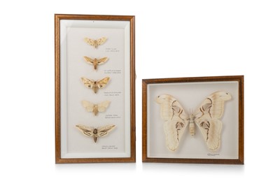 Lot 1804 - TWO MOTH DISPLAYS