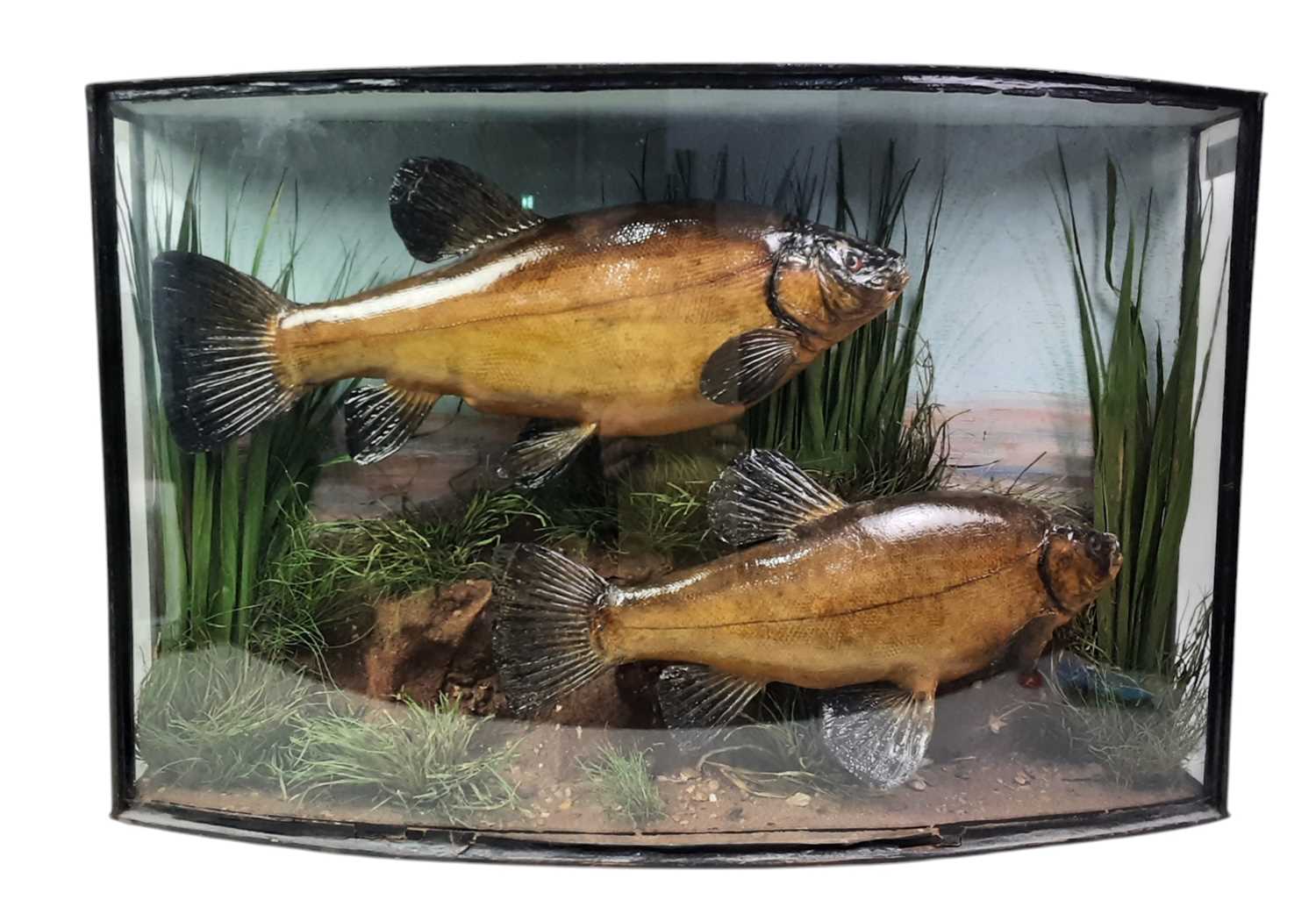 Lot 1822 - TAXIDERMY PAIR OF FISH