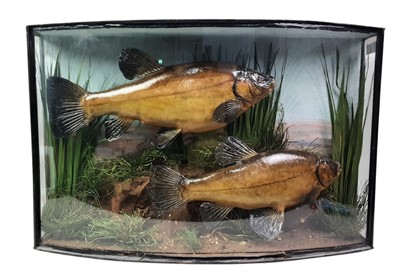 Lot 1822 - TAXIDERMY PAIR OF FISH