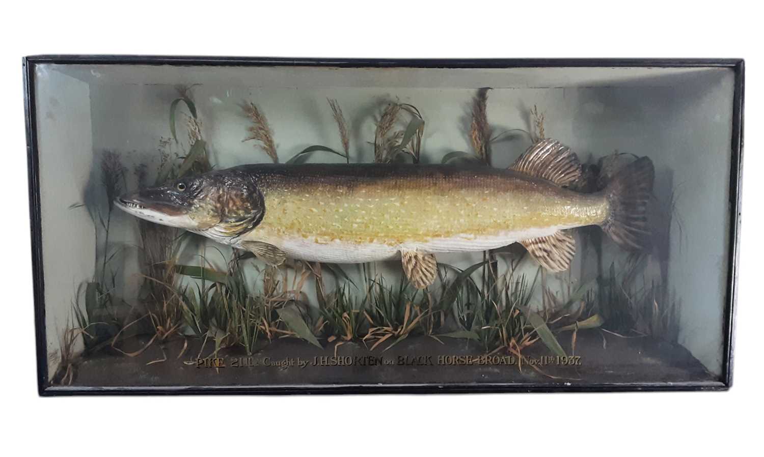 Lot 1824 - TAXIDERMY PIKE