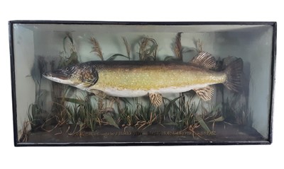Lot 1824 - TAXIDERMY PIKE