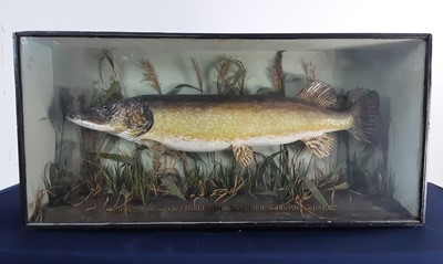 Lot 1824 - TAXIDERMY PIKE
