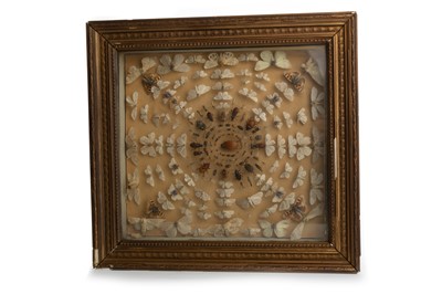Lot 1803 - THREE BUTTERFLY AND INSECT DISPLAYS
