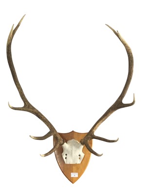 Lot 20 - SET OF STAG ANTLERS AND PART SKULL